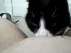 Putting a dog to bed